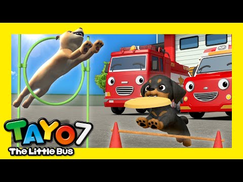 🚌タヨ 第7 シーズン 第15話 l 勝つのは僕たちの犬！ l ちびっこバス タヨ