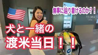 【ついに渡米！】犬と一緒にアメリカに引っ越します　#アメリカ移住 #アメリカ駐在 #渡米 #マルプー