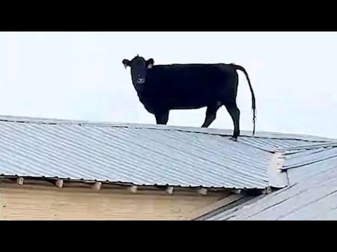 Les vidéos d'animaux les plus drôles de 2024 vous feront rire aux éclats