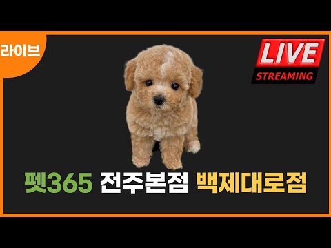 펫365 전주본점 26. 7. 21 강아지분양 고양이분양