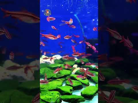 Video Thumb
