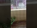 Vadivel Rain Comedy Vadivel Comedy Trending Rain