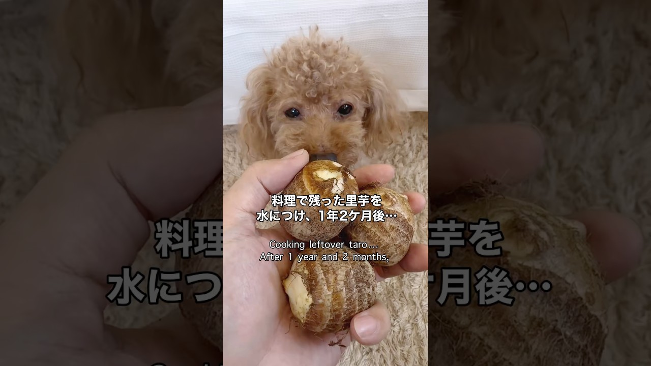 #検証 里芋を水につけ、１年２ケ月後どうなる？If you soak taro in water, what will happen to it after 1 year and 2 months?