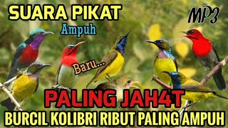 Download lagu Mp3 pikat burcil ribut! Kolibri sogon, konin, korlap, sepahraja ampuh untuk pikat mp3