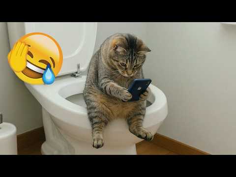 Try Not To Laugh Challenge — Most Viral Funny Cats of 2026 😂