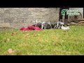 Australian Cattle Dog dogs for sale: Hamlet - Video 1