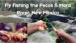 Fly fishing the Pecos & Mora River#flyfishing #fishing #rainbowtrout #browntroutfishing #newmexico