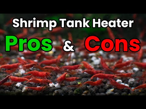 When SHOULD You Put A Heater In Your Cherry Shrimp Tank?