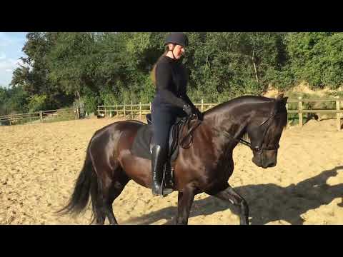 Kate Coyle Armley Dressage with Brynithon Knight (Nero) 15/06/22