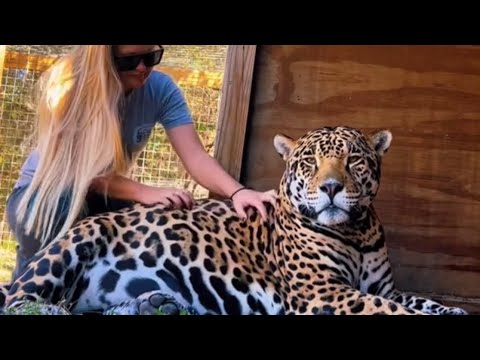 TANK TIME HUGE JAGUAR