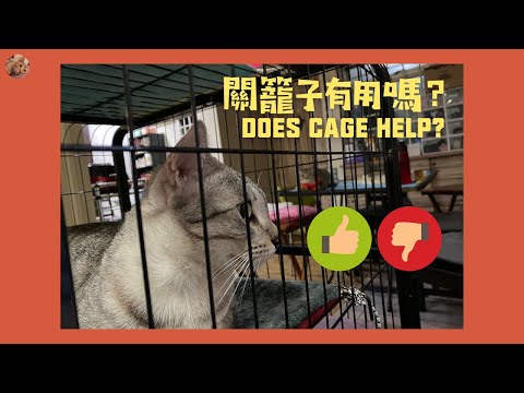 [MEOWWW] Hui VS Hu: Keeping one cat in the cage helps?