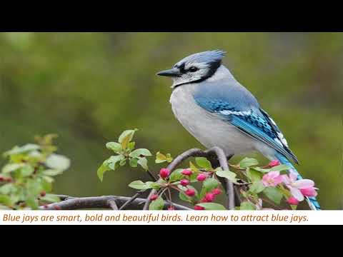 knowledgebase || knowledge | What Do Male and Female ||  Blue Jay Birds Look Like |