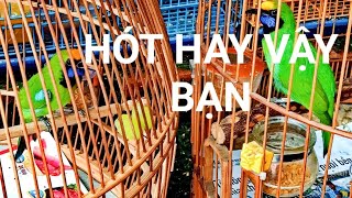 Download lagu CHIM THANH TƯỚC HÓT ĐẤU | 0948456799 mp3 Download lagu CHIM THANH TƯỚC HÓT ĐẤU | 0948456799 mp3