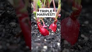 9 Radish Growing Tips! #shorts #gardeningtips #beginnergardening #organicgardening #radish