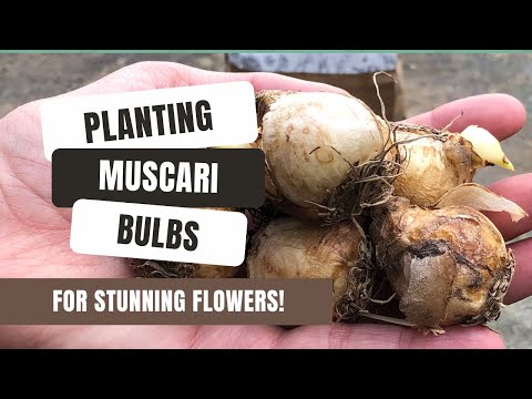 How To Plant Muscari Bulbs For Stunning Flowers!