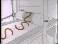 Classic Sesame Street Animation The Alphabet In Many Ways