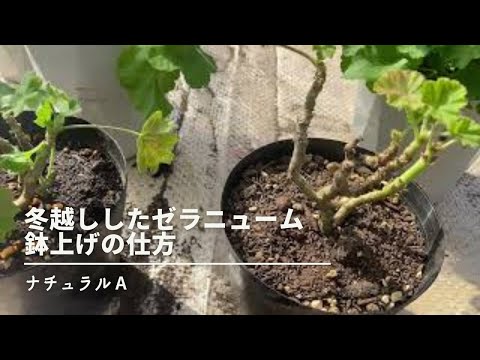 園芸 越冬バルコニーゼラニウム