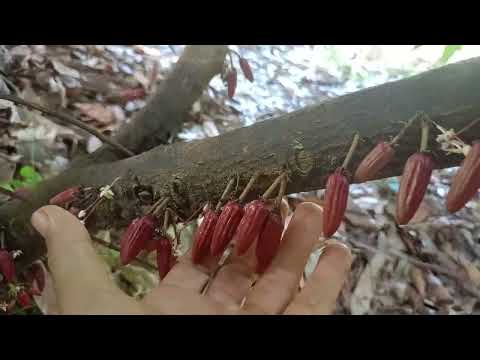 Bn34 : planta adulta e a altura final