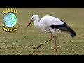Wild World The White Stork ZeeKay