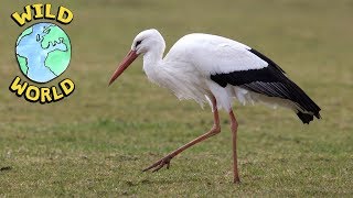 Wild World  - The White Stork | ZeeKay
