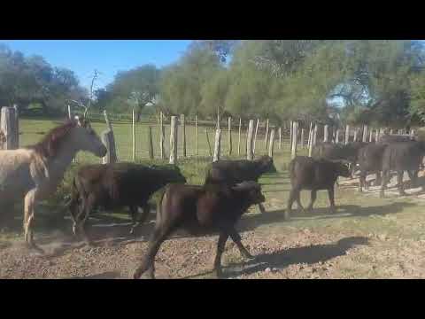 LOTE DE BUBILLOS en Cote Lai (Chaco)
