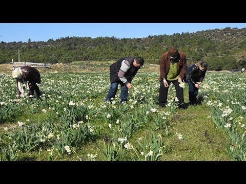 download lagu mp3 mp4 Nergis Parfm, download lagu Nergis Parfm gratis, unduh video klip Nergis Parfm