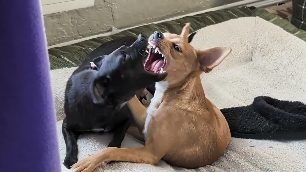 Enlarge Canelita - bonded with Elvira, a ADOPTABLE mixed breed in Rochester, MN video 5/5