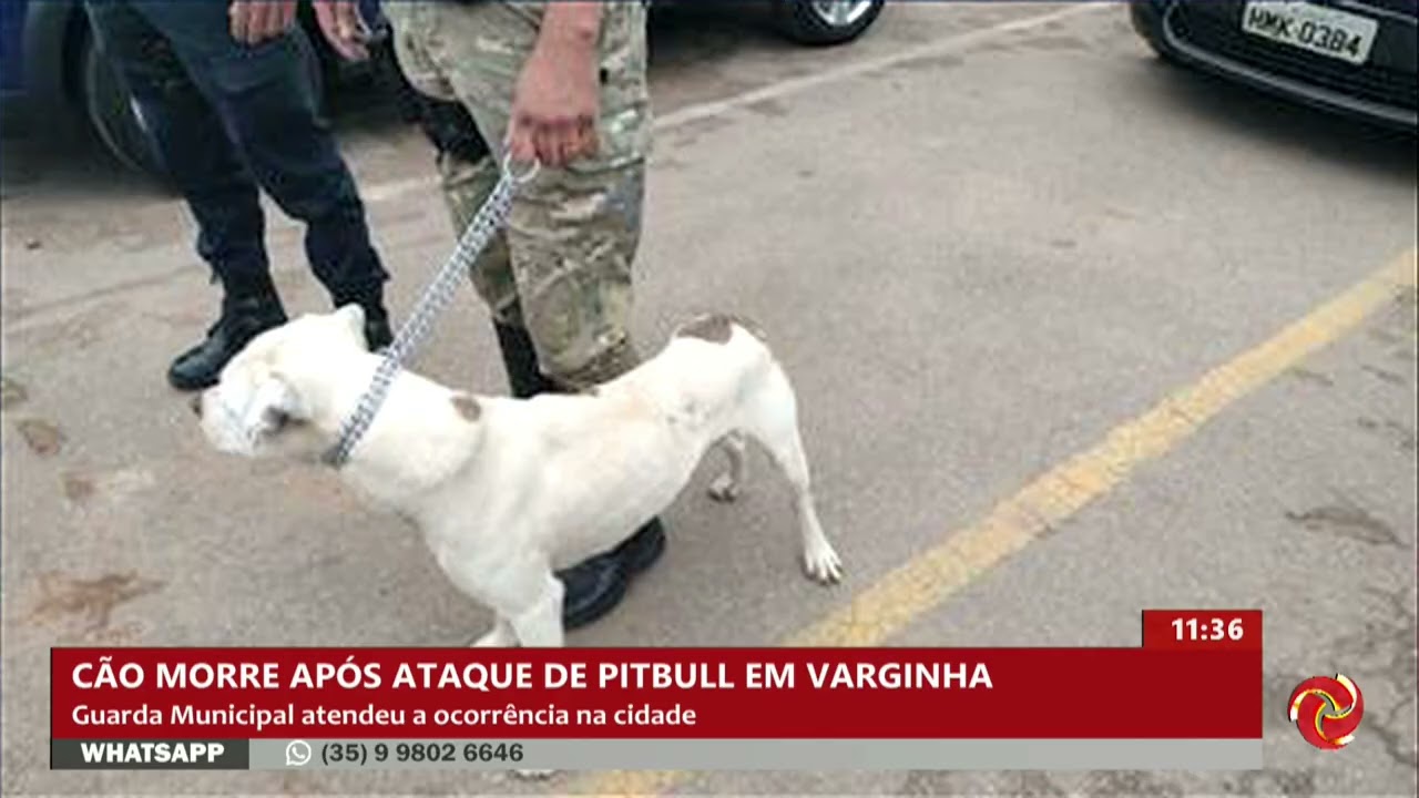Ataque entre cães termina com morte de animal em Varginha