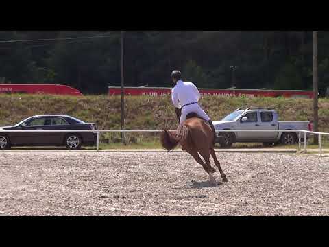 WARS (Spartacus x Warrant) - 22.07.17 ZR-B Kobylarnia-115 cm I SPRZEDANY / SOLD