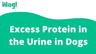 Excess Protein in the Urine in Dogs | Wag!