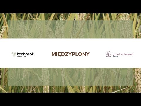 Praktyczne wskazówki dotyczące międzyplonów - jak osiągnąć większe zbiory?