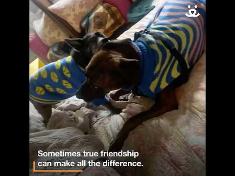 Dog's anxiety melts away with his "sweater weather" BFF