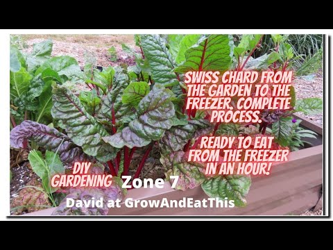 YouTube video about: Can dogs have swiss chard?