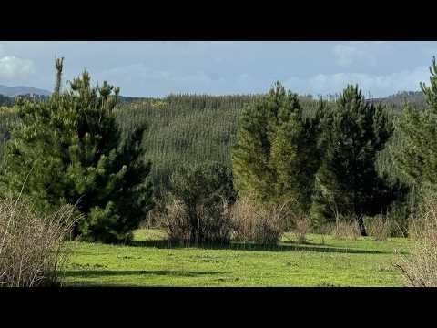Reserva Florida ｜ Parcelas 5 000 m² | ROL PROPIO | FLORIDA BÍO BÍO | $24.990.000 | 40 MIN CONCEPCIÓN