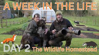 A WEEK IN THE LIFE  DAY 2 - PROGRESS ON THE SHEPHERDS HUT - BADGERS ON TRAILCAM