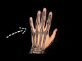How To Draw A Skeleton Hand