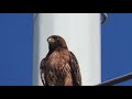 Red tailed hawk lets out a piercing cry