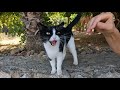 Stray Cat Meows As If To Say Don T Stop Petting Me