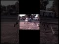 AFV Ducks Chasing Ice Cream Truck Afv Funniestvideos Nostalgia Funnyfriday
