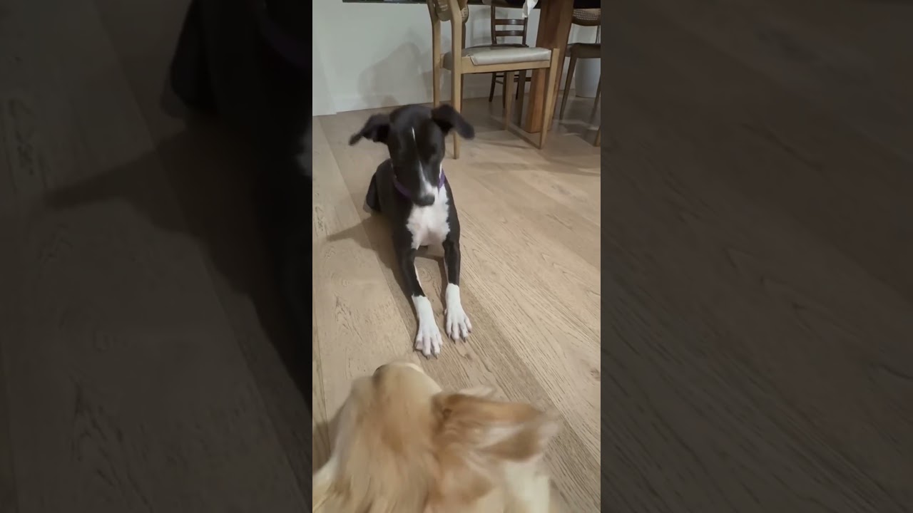 Enlarge Gaia, a Adoptable mixed breed in San Diego, CA video 6/6