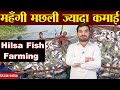 पैसे वाली मछली Hilsa Fish Farming Explained Best Fish Farming Profitable Fis