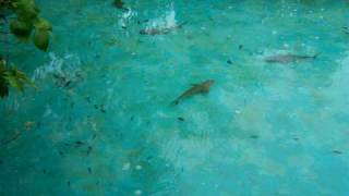 preview picture of video 'shark feeding in Maribago Blue Water Beach Resort Mactan Island Ceby City'