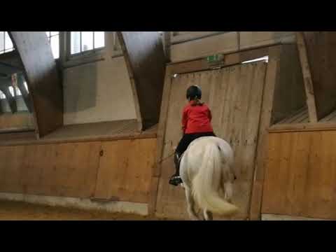 1. Training NPZ/Bern ZKV Future Dressur - Die Fuhrhalterei