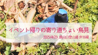 鳥撮り散歩・富士山麓でオオルリ、キビタキ他、ちょこっと鳥見