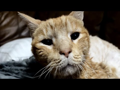 Lonely elderly cat finally gets the life he deserves