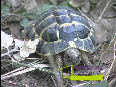 Lecceta di Torino di Sangro un'oasi nel verde sulla Costa Adriatica 050712