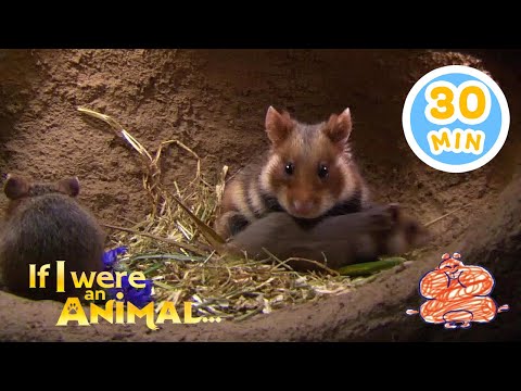 If I were an Hamster | Chicky's Playhouse | Kids Cartoons Collection