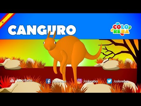 Let's Learn Spanish with Coloreba - Canguro (Educational Video)
