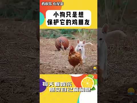 小狗怎么可能有壞心思呢，它只是想保護它的雞朋友！ #shorts #嗨放派3 #鄭愷 #高瀚宇 #萌寵