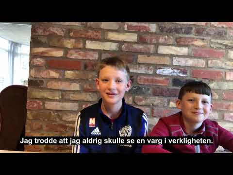 Björn, 12, och Nils, 9, såg varg i Simrishamn • Se deras film